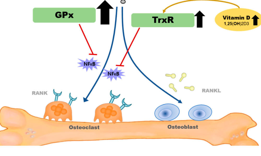 Selenium Nanoparticles Redefining Postmenopausal Osteoporosis Treatment with a Novel Approach