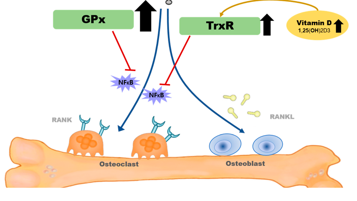 Selenium Nanoparticles Redefining Postmenopausal Osteoporosis Treatment with a Novel Approach